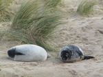 SX11285 Cute Grey or atlantic seal pups on beach (Halichoerus grypsus).jpg